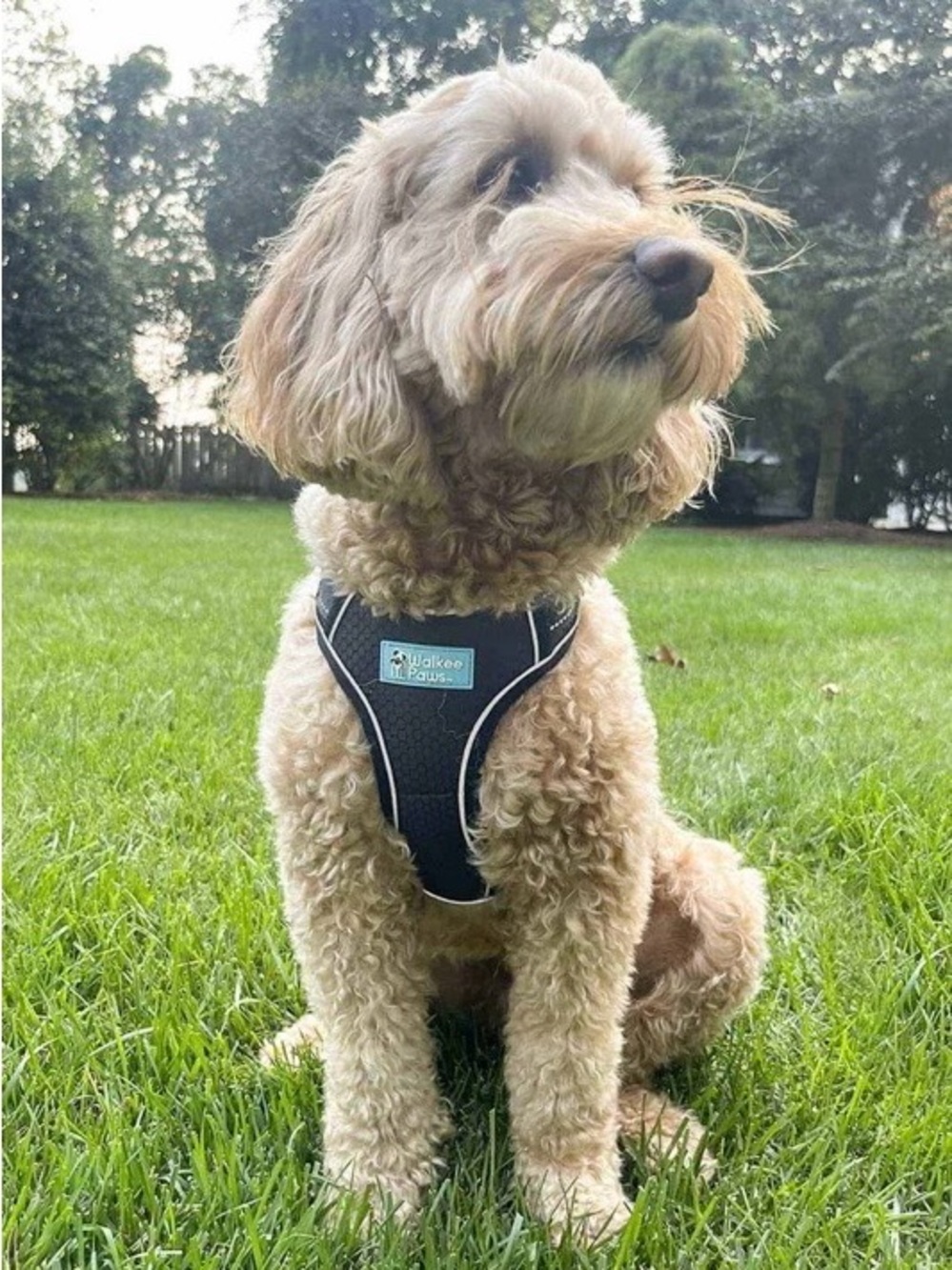Walkee Paws LockSafe Harness - Picture 4 of 6